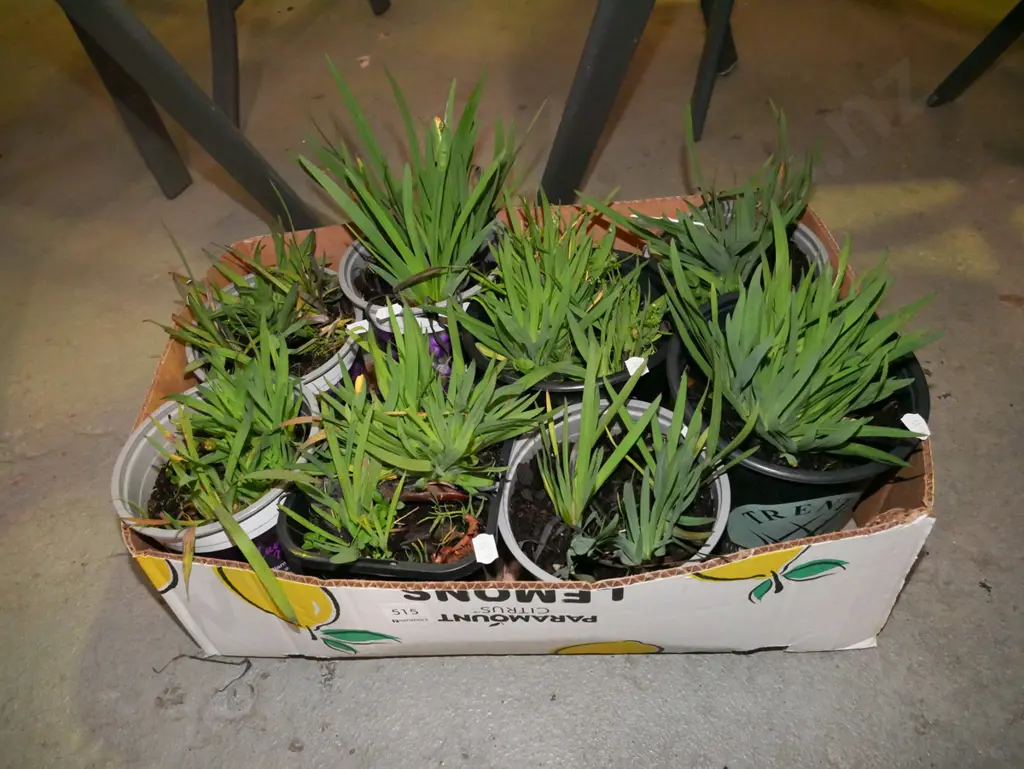 box of yellow eyed grasses Image 1++