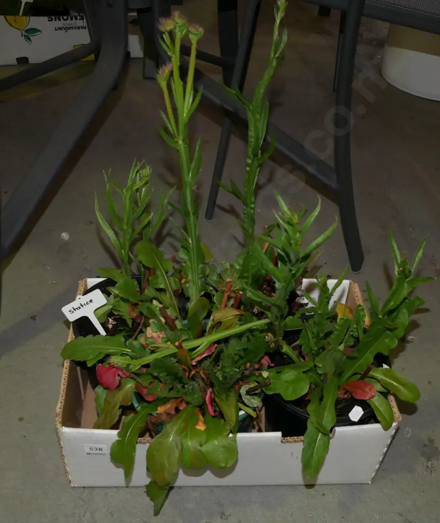 tub of potted statice plants Image 1++