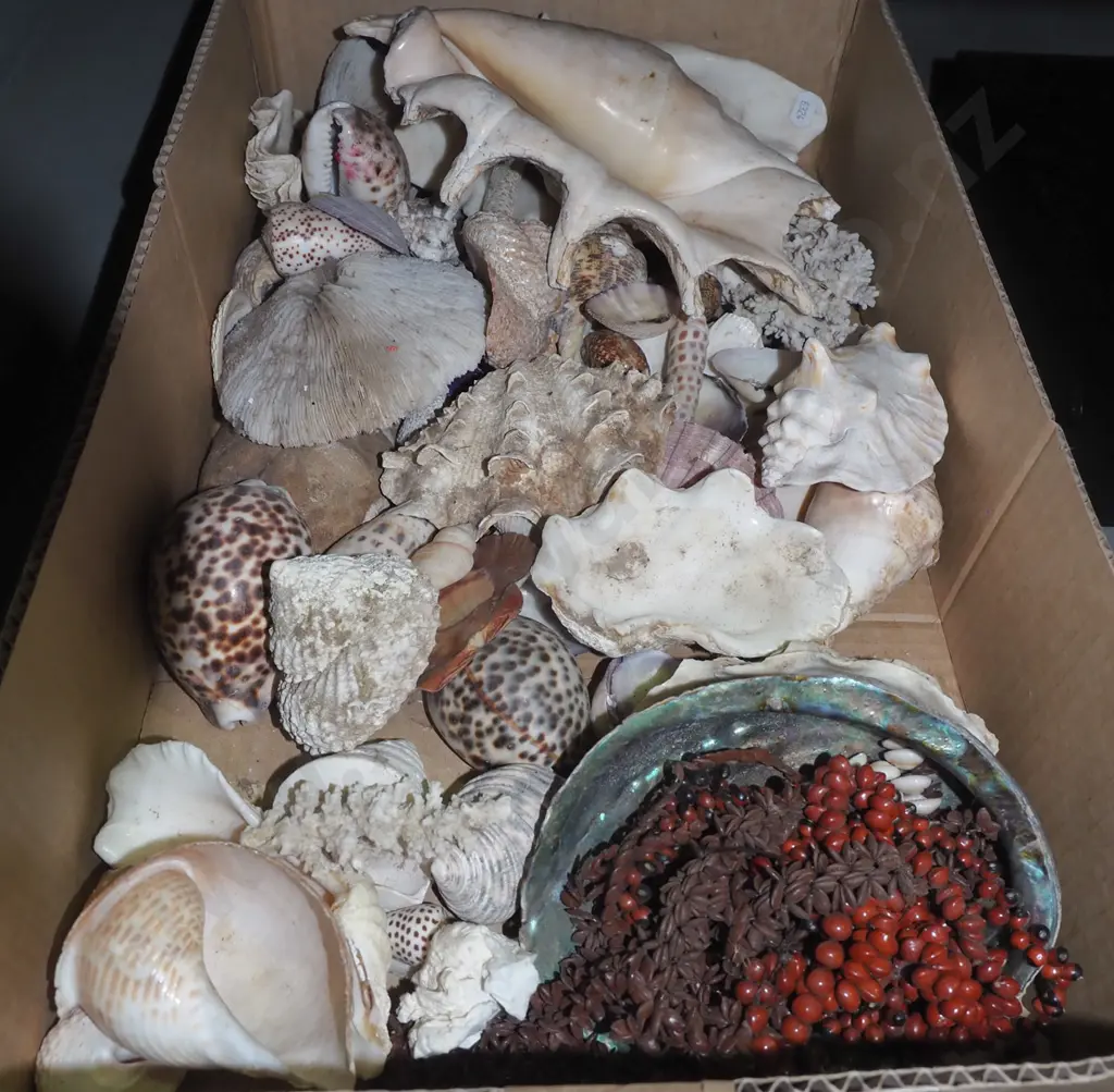 box of seashells Image 1++