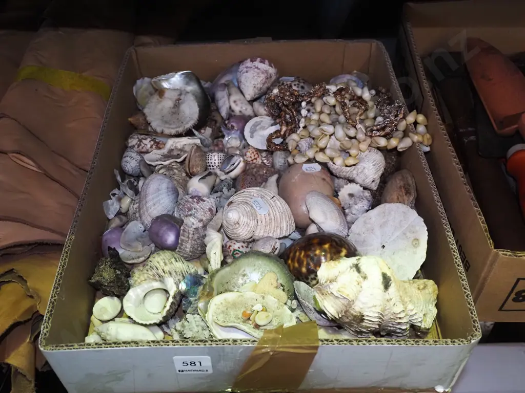 box of seashells Image 1++