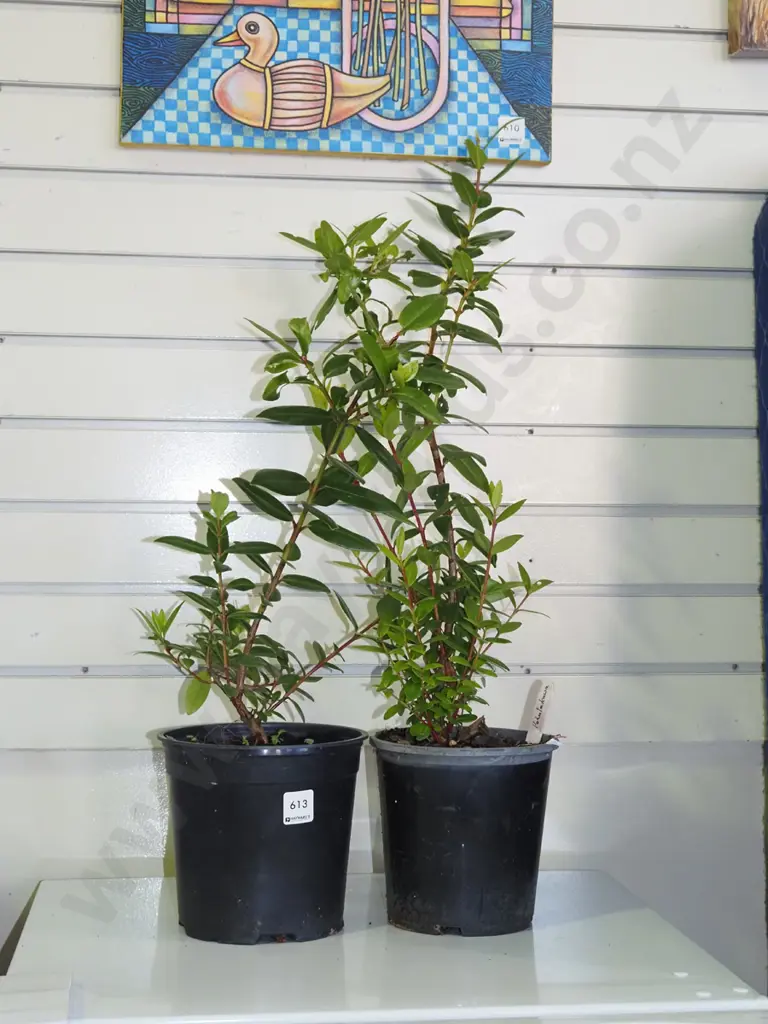 2x potted pohutukawa Image 1++