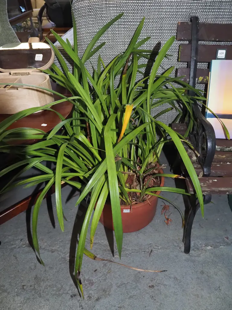 outdoor orchids in plastic planter Image 1++
