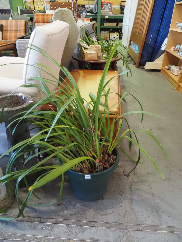outdoor orchids in plastic planter Image 1++