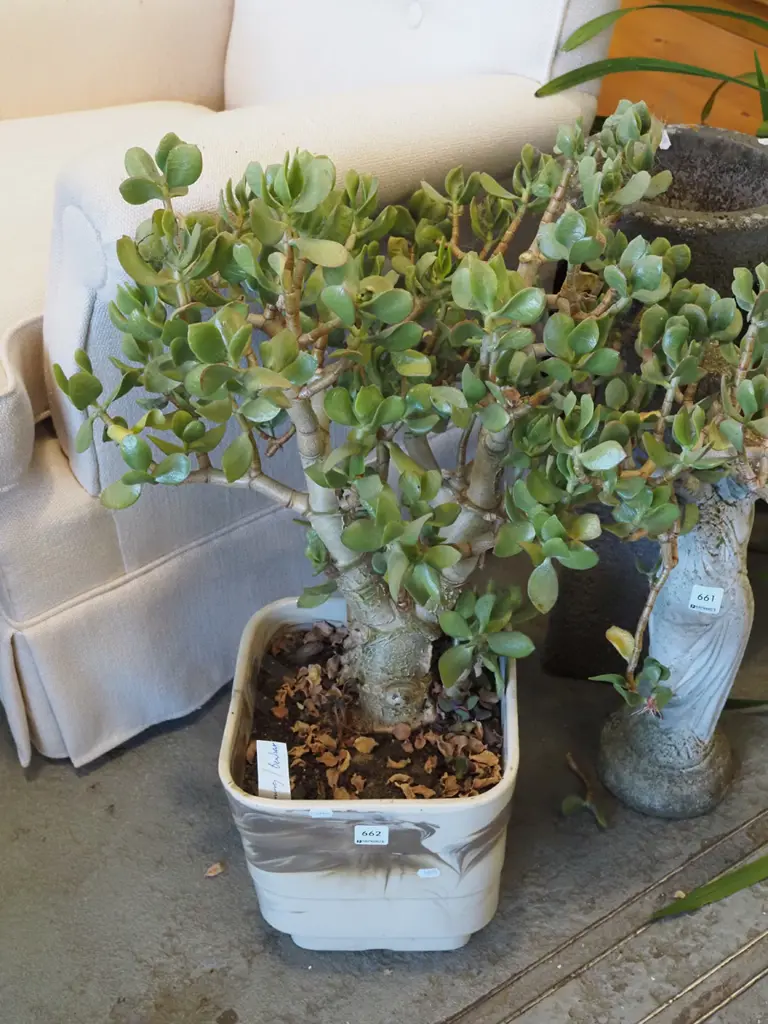 jade plant in Mcskimmings Benhar planter Image 1++