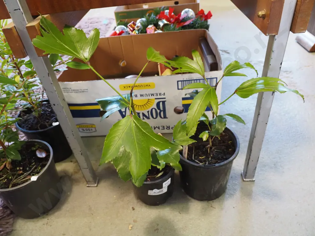 2x potted japonicas Image 1++