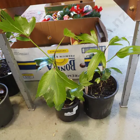 2x potted japonicas