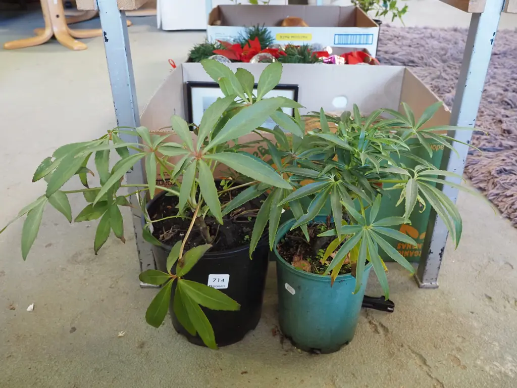 2x potted hellebores Image 1++
