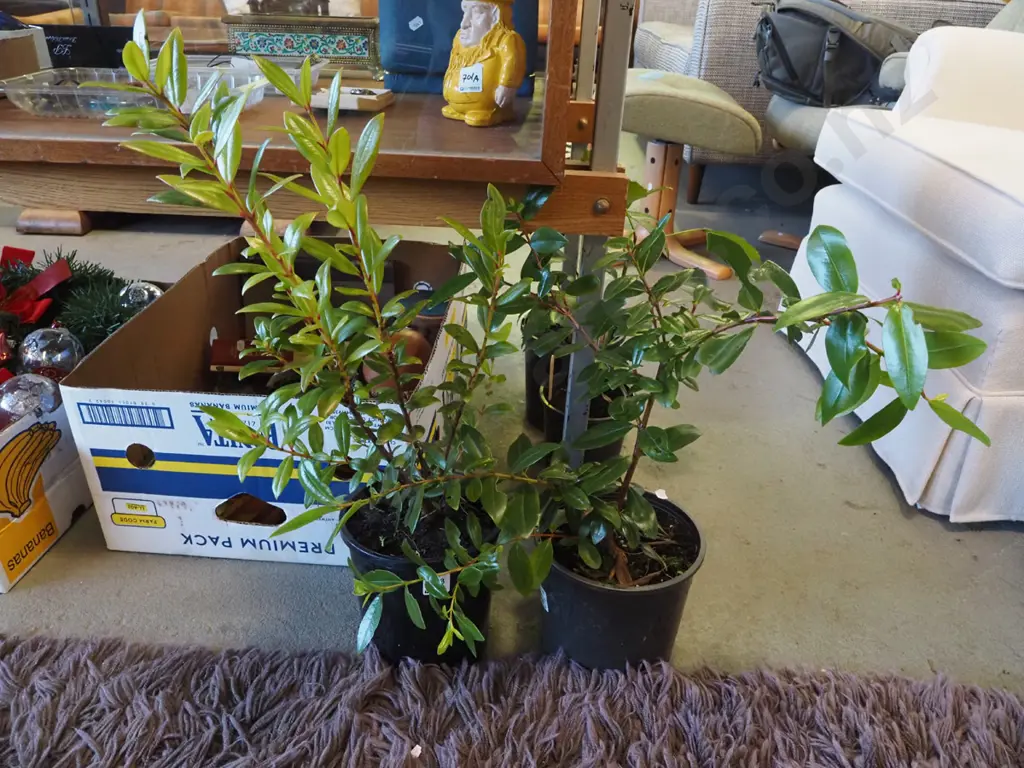 2x potted pohutukawa Image 1++