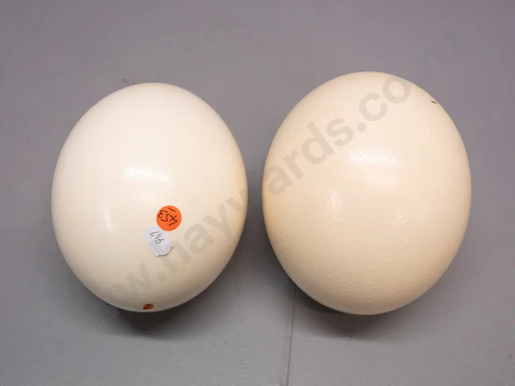 2 ostrich eggs, one with some chipping around one end opening, approx. L-165 Image 1++