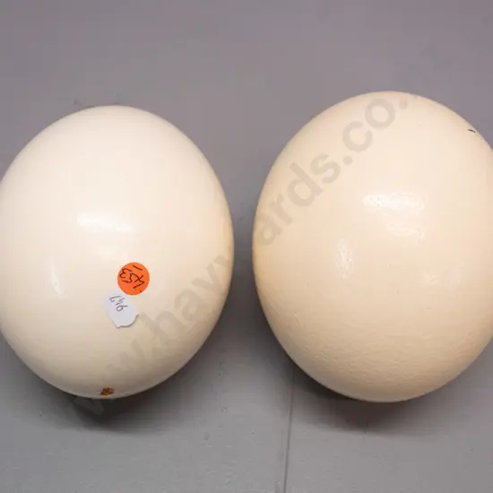 2 ostrich eggs, one with some chipping around one end opening, approx. L-165