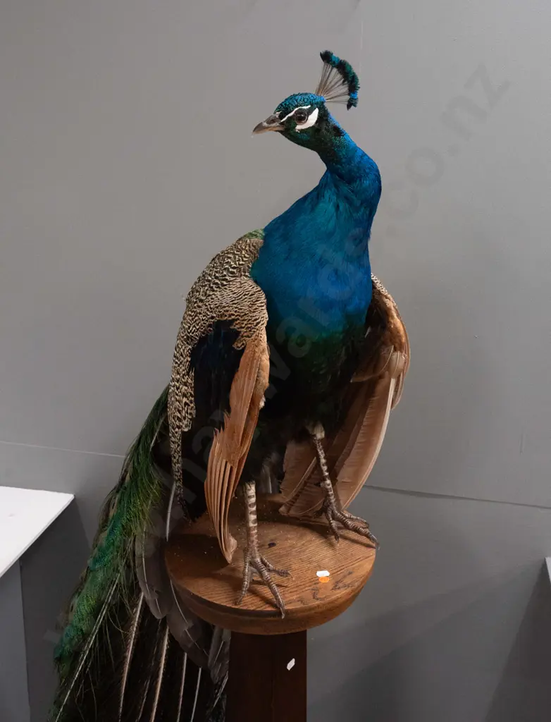 taxidermy peacock wired to vintage oak arts & crafts stand - in good condition H-1670 Base 300 x 300 at bottom Image 1++