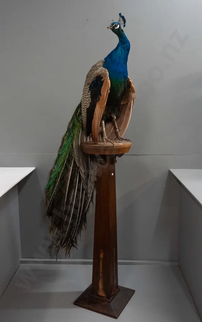 taxidermy peacock wired to vintage oak arts & crafts stand - in good condition H-1670 Base 300 x 300 at bottom Image 1++