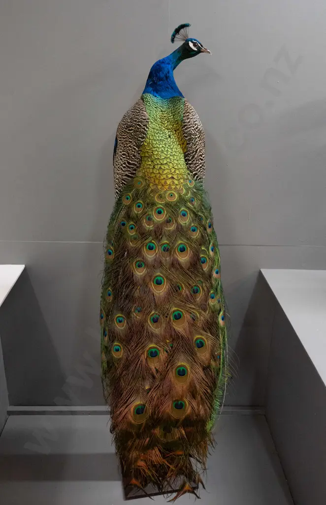 taxidermy peacock wired to vintage oak arts & crafts stand - in good condition H-1670 Base 300 x 300 at bottom Image 1++