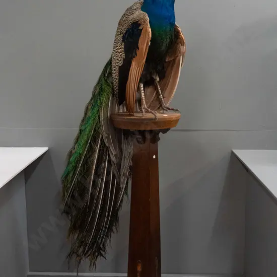 taxidermy peacock wired to vintage oak arts & crafts stand - in good condition H-1670 Base 300 x 300 at bottom