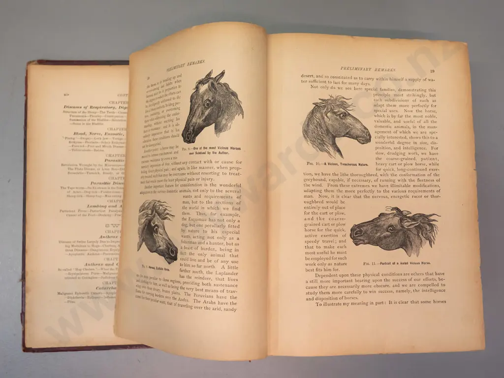 1904 Magner's Standard Horse and Stock book - dist. Malcolm & Grigg Dunedin - with numerous illustrations, Image 1++