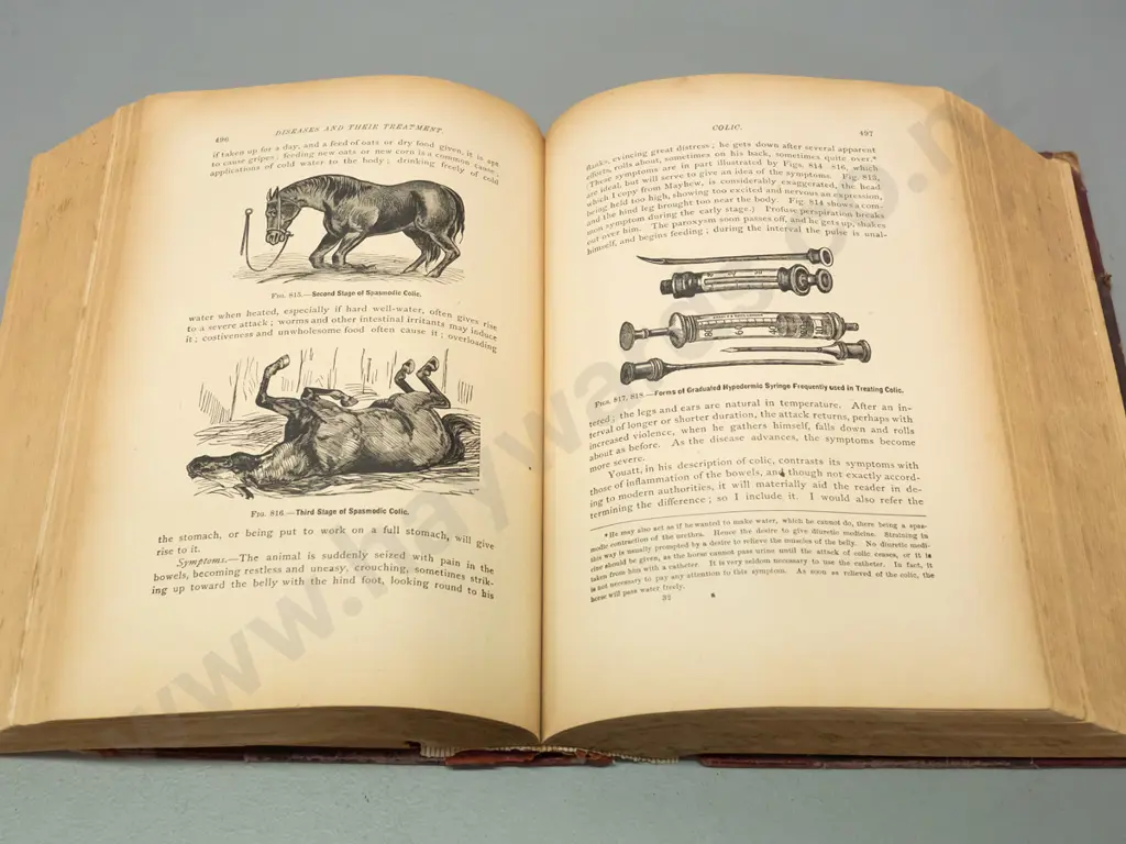 1904 Magner's Standard Horse and Stock book - dist. Malcolm & Grigg Dunedin - with numerous illustrations, Image 1++