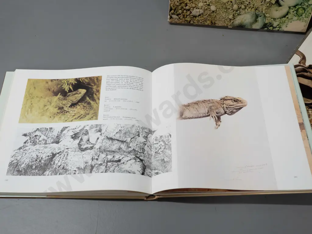 2 Raymond Ching books - "Wild Portraits" pub. 1988 and slip-cased The Bird Paintings pub. 1978 - both have some cello Image 1++