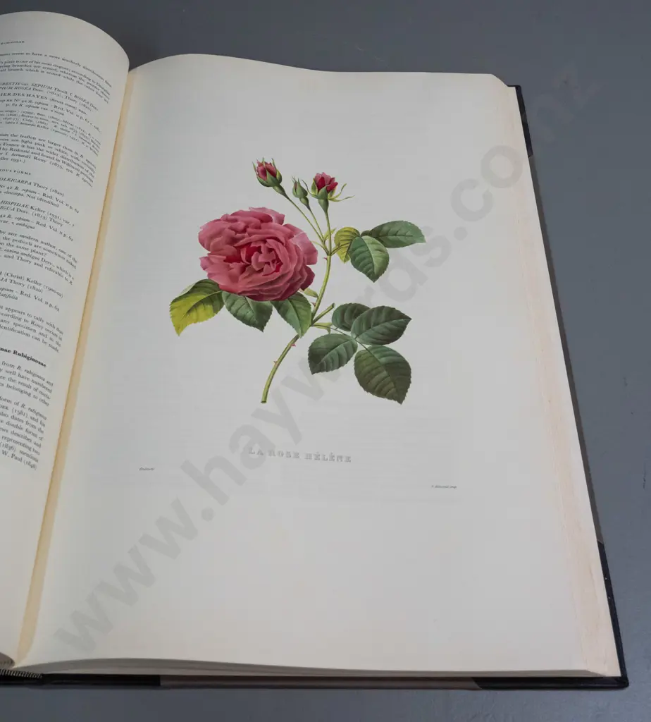 large hard cover book - P.J. Redoute - The Roses, Volume 4 with commentaries, pub. De Schutter, Antwerp 1978. Image 1++