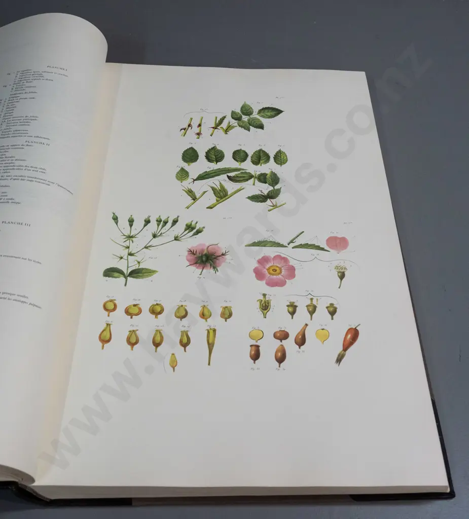 large hard cover book - P.J. Redoute - The Roses, Volume 4 with commentaries, pub. De Schutter, Antwerp 1978. Image 1++