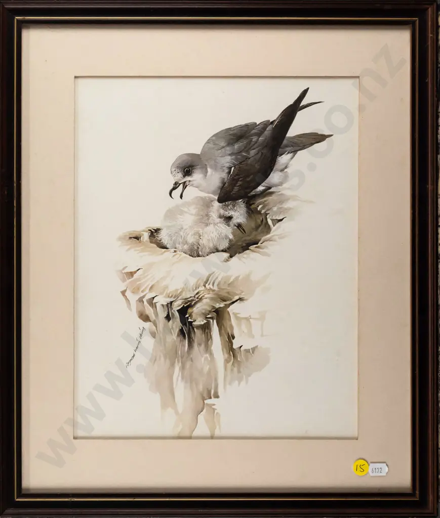 framed Raymond Ching print - Cook's petrel H-320 W-250 (underside of glass needs a clean) Image 1++