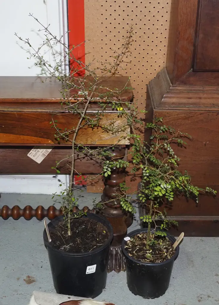 potted kowhai, potted Muehlenbeckia Image 1++