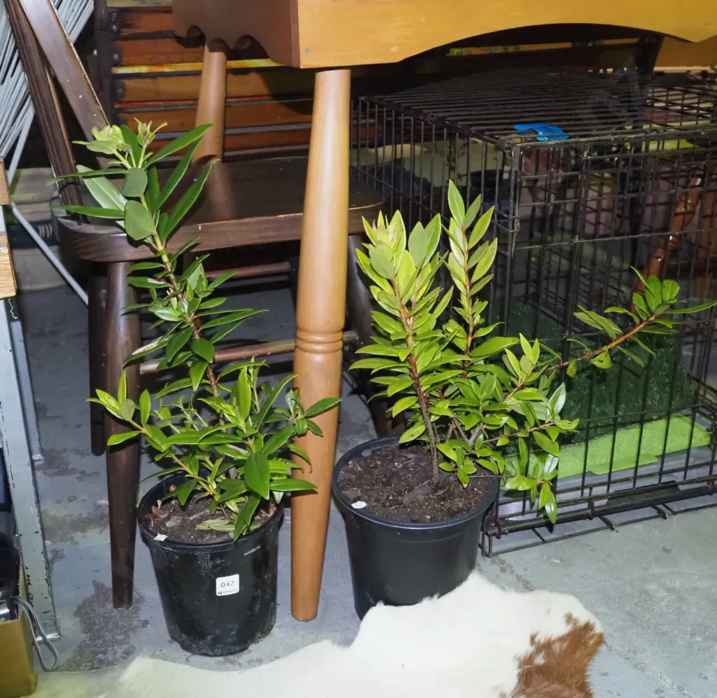 2x potted pohutukawa Image 1++