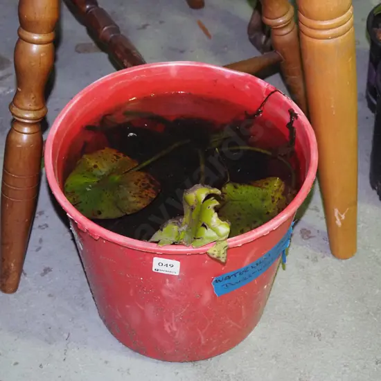 water lily - hardy variety with double white flower