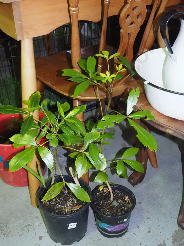 2x potted pseudopanax Image 1++