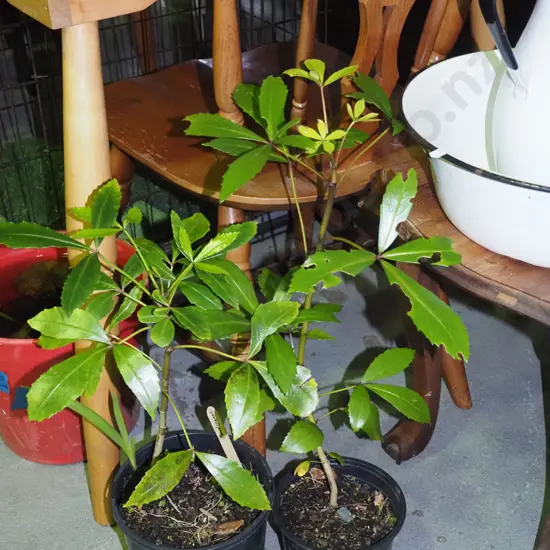 2x potted pseudopanax