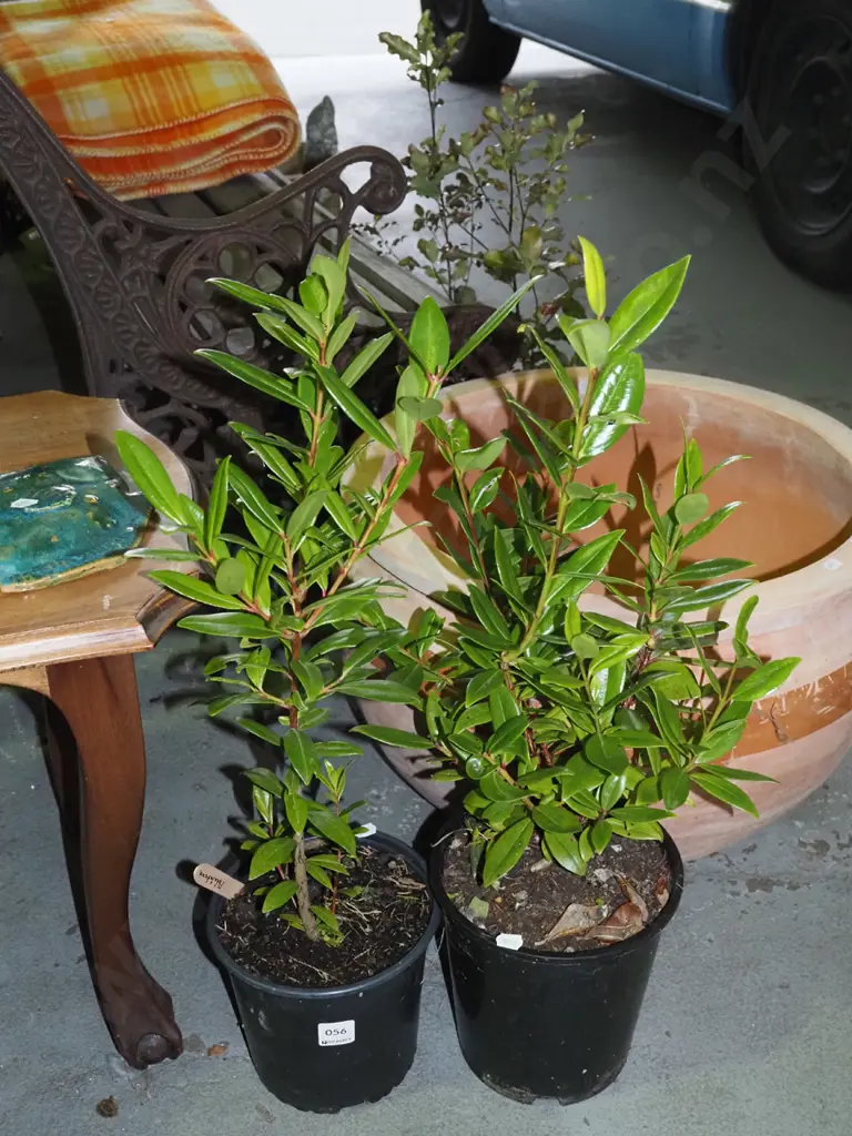 2x potted pohutukawa Image 1++
