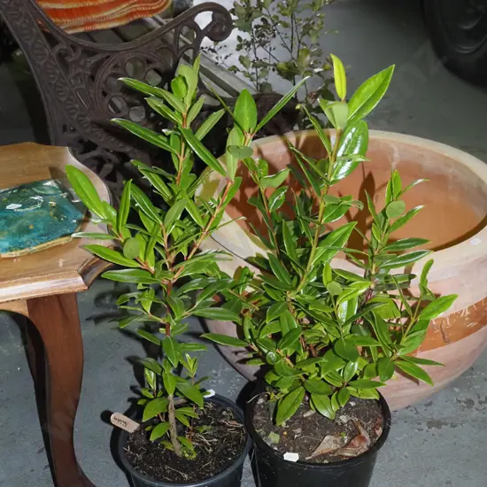 2x potted pohutukawa