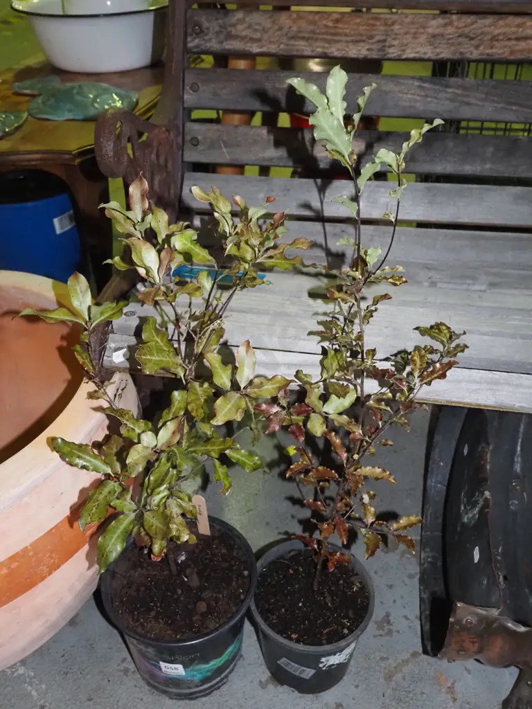 2x potted koro Image 1++