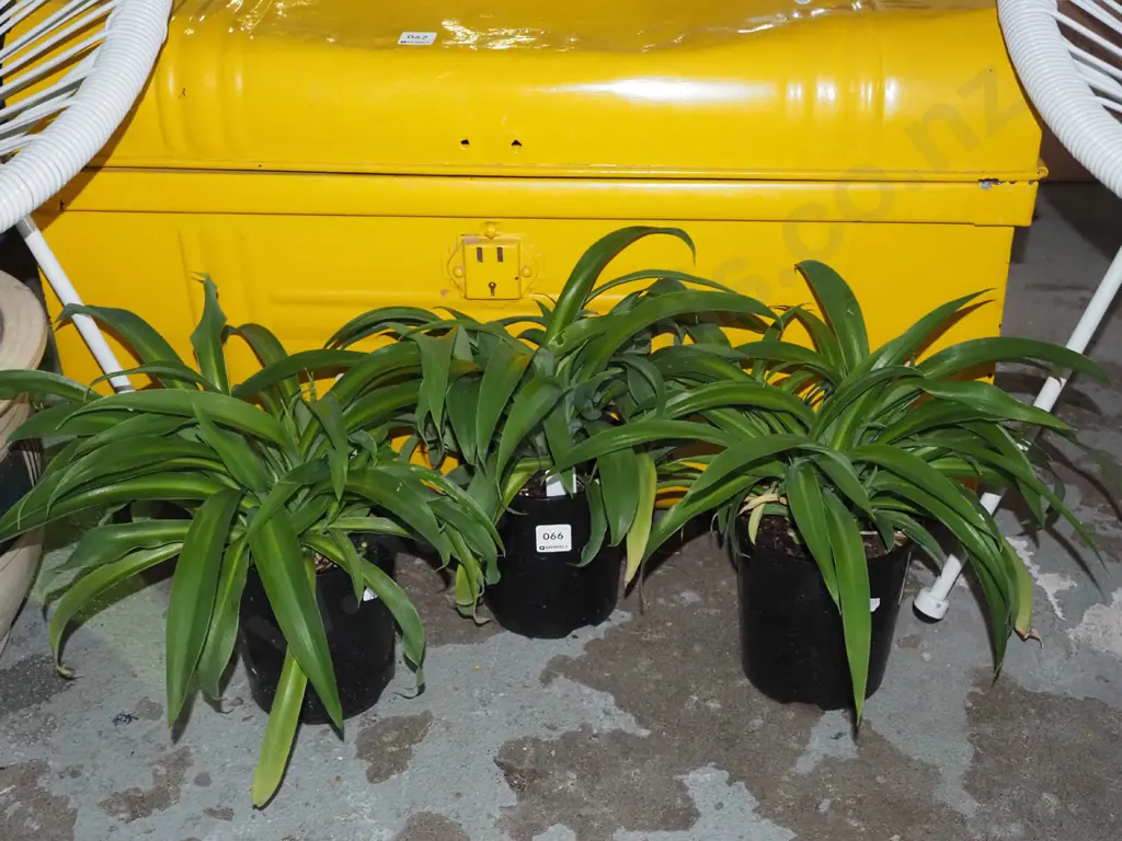3x potted reinga reinga lillies Image 1++