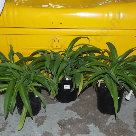 3x potted reinga reinga lillies