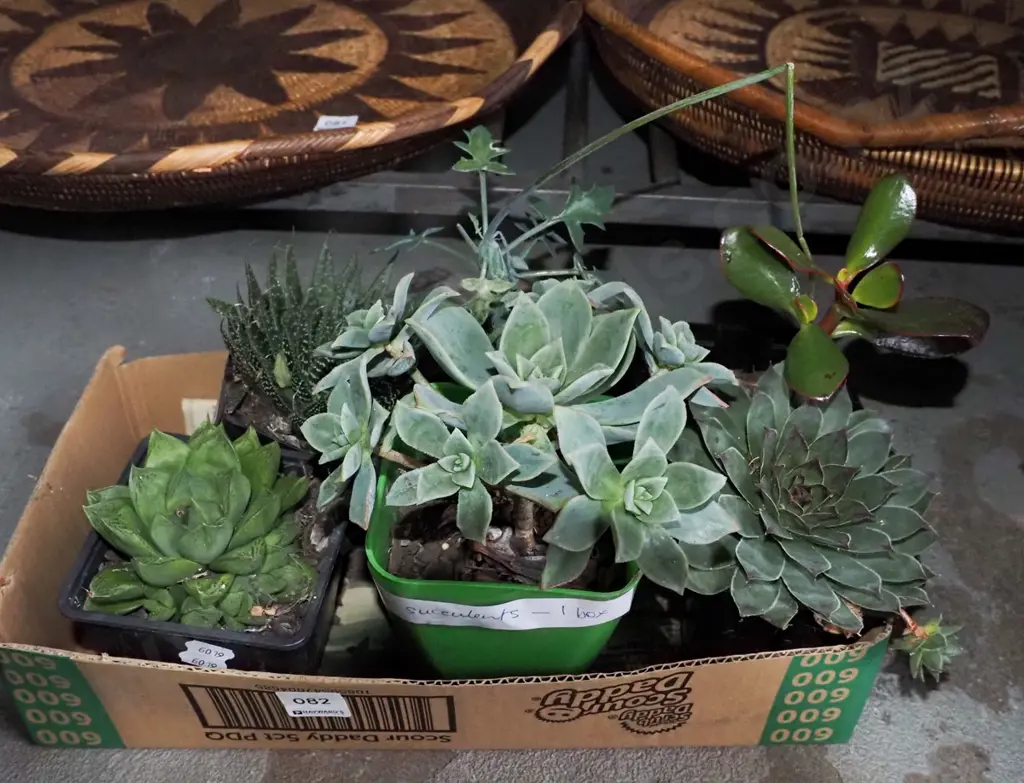 6x succulents Image 1++