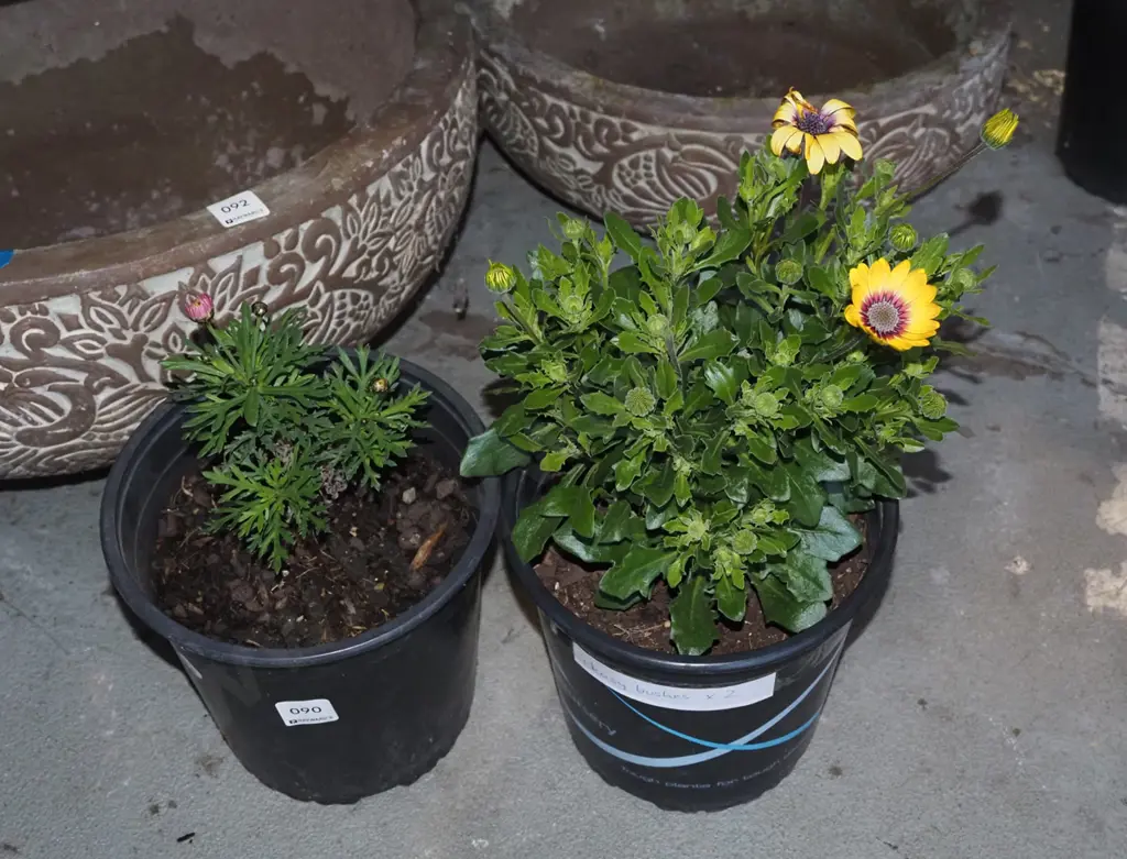 2x potted daisies Image 1++