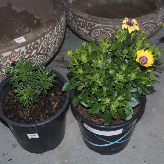 2x potted daisies