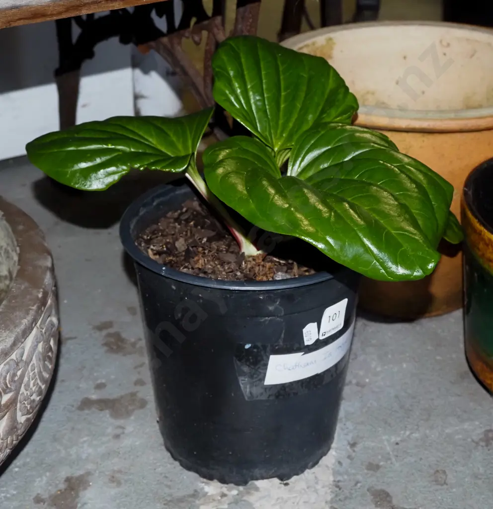 potted Chatham Island forget me not Image 1++