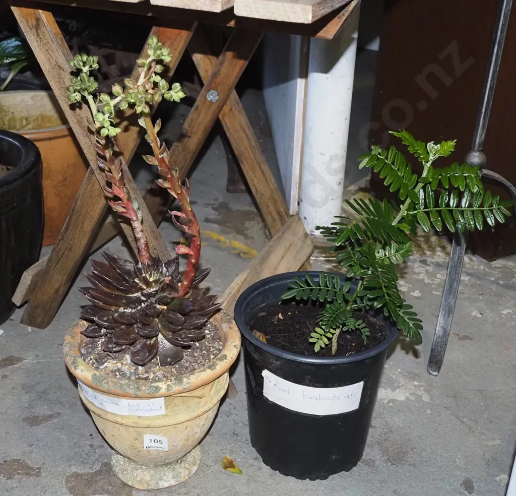 potted red kaka beak, potted black prince succulent in terracotta panter Image 1++