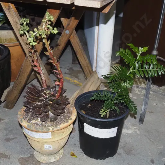 potted red kaka beak, potted black prince succulent in terracotta panter