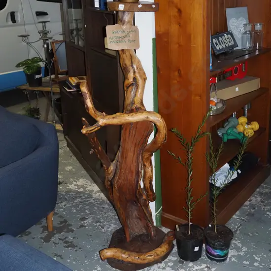 guitar stand/tall jardiniere made from Australian mangrove tree root H-1440 