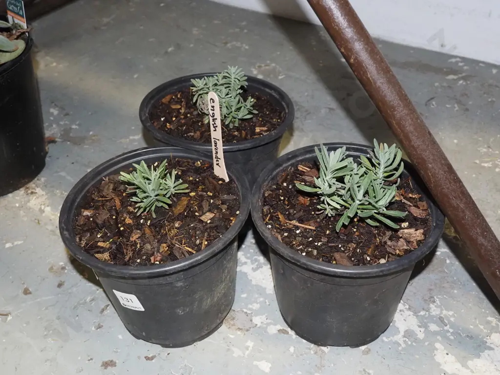 3x potted English lavenders Image 1++