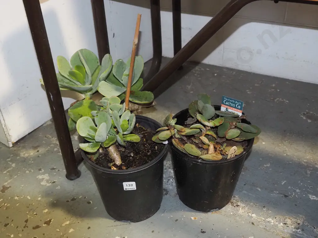 2x potted crassula succulents Image 1++
