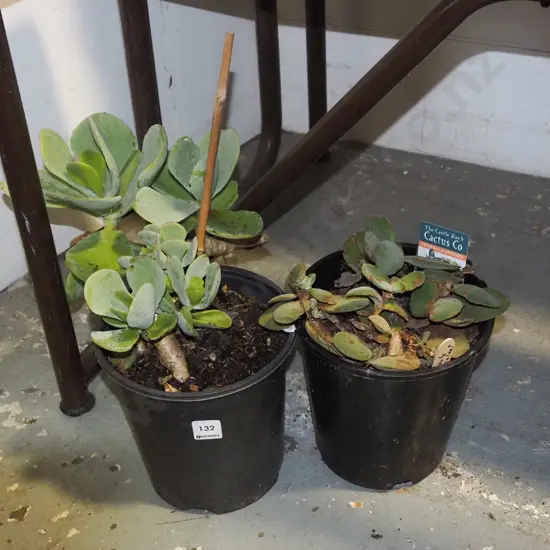 2x potted crassula succulents
