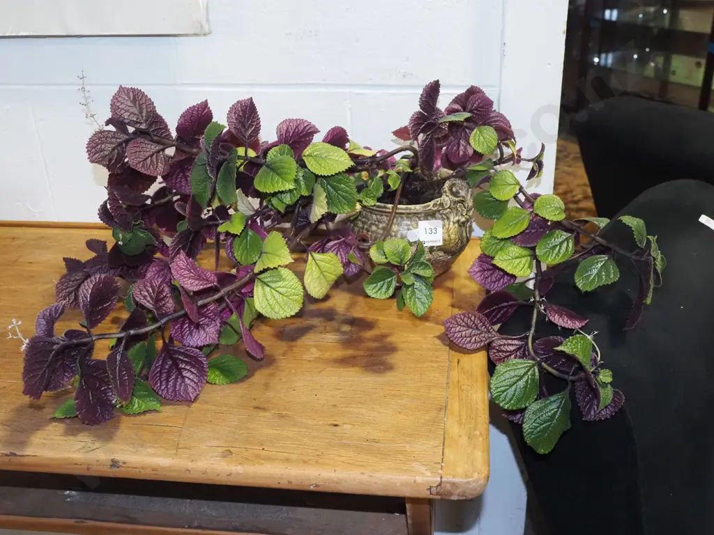 potted purple leaf plectranthus Image 1++