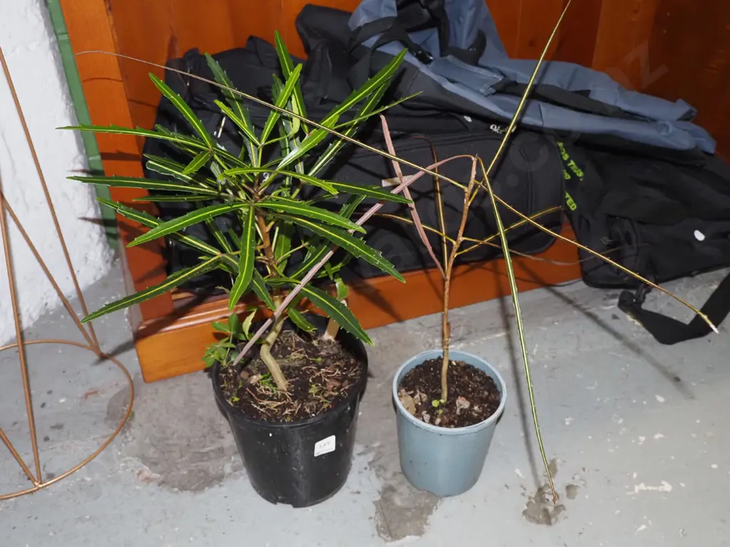 2x potted lancewoods Image 1++