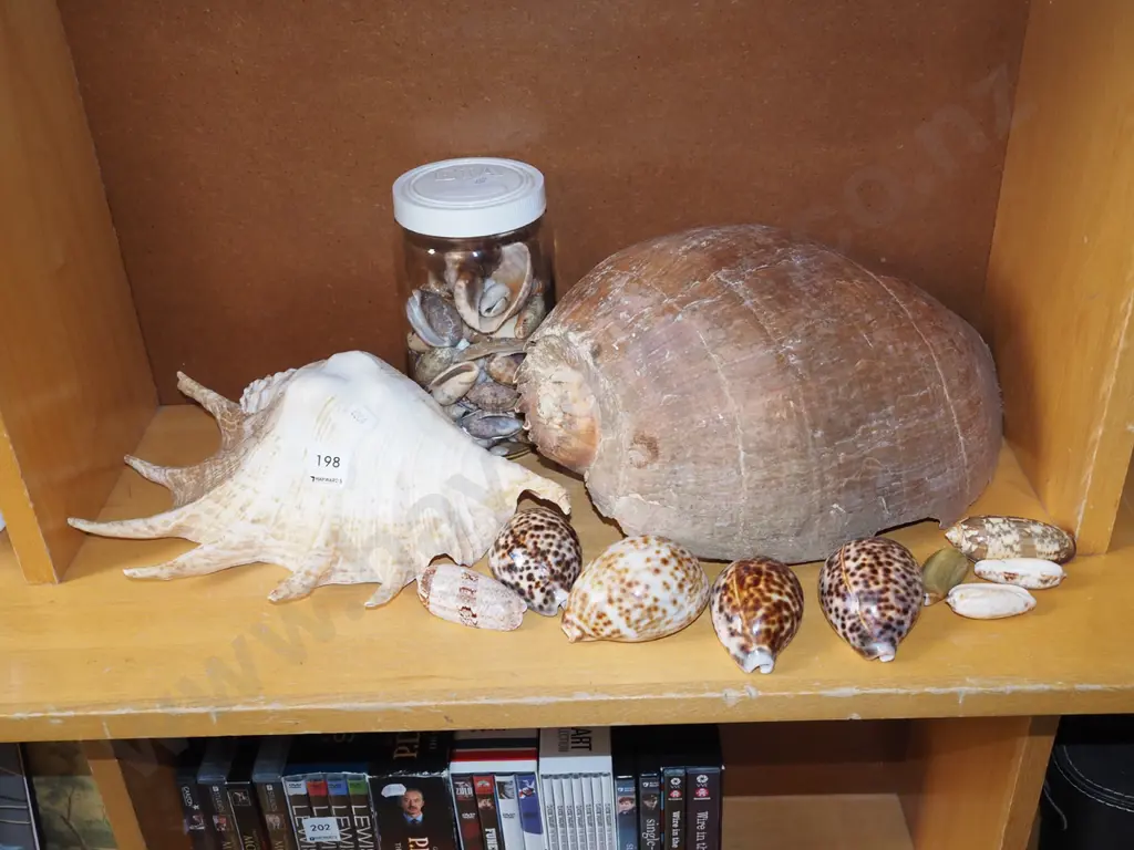 seashells Image 1++