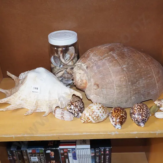 seashells