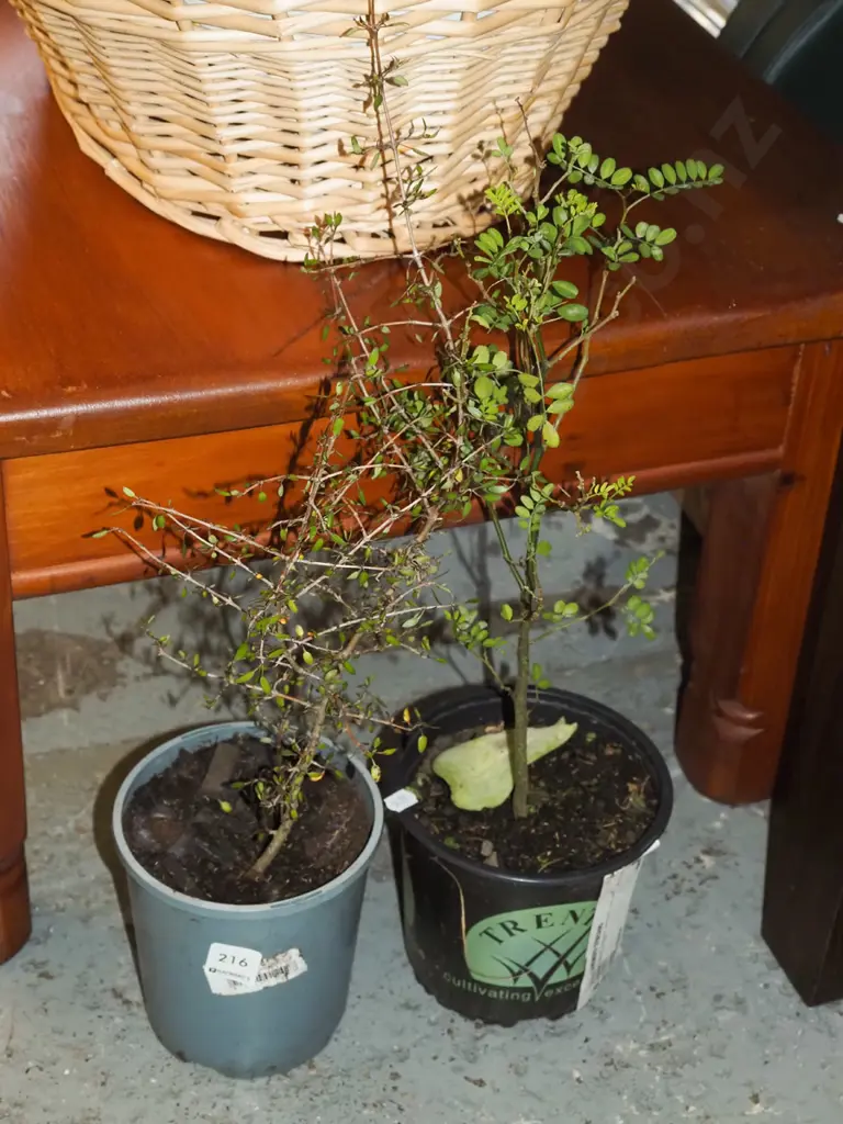 potted kowhai, potted Muehlenbeckia Image 1++