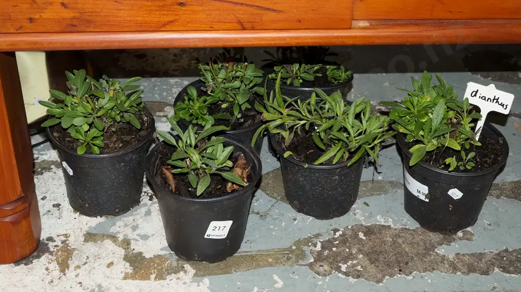 6x potted dianthus Image 1++